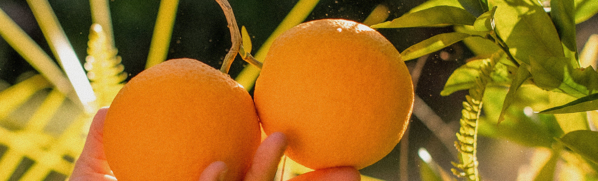 The Garden as Medicine