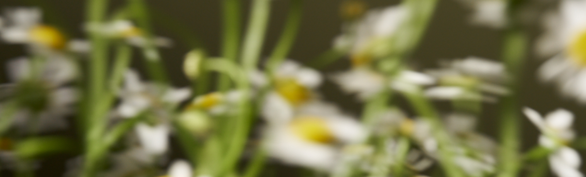 Our Collaboration: An interview with Christy Dawn and Jessica Bragdon