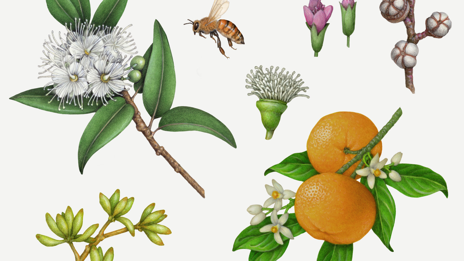 The Best Essential Oils for Dogs: A Guide to Safe & Beneficial Aromatherapy