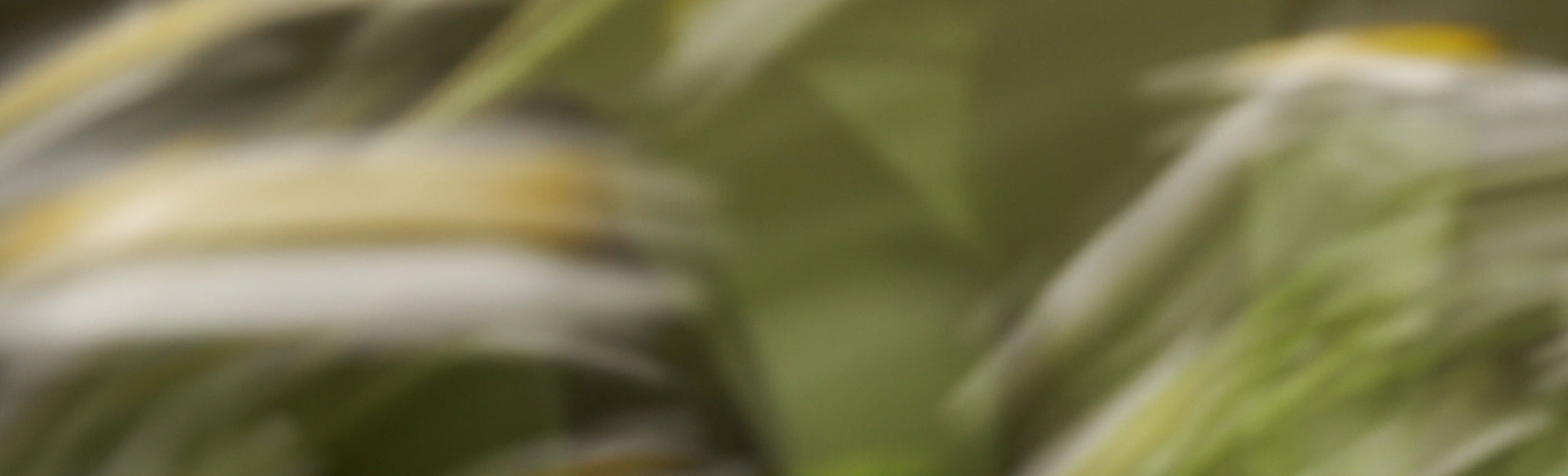 What colors can you smell in our Laundry Wash?