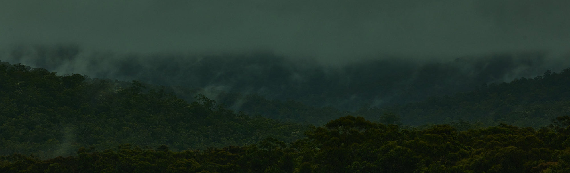 A practice of rivers, of trees moving, of falling light