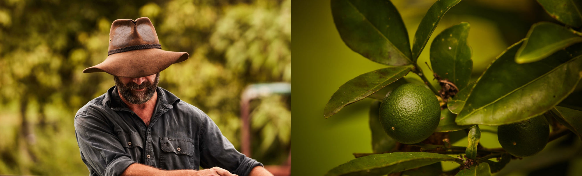 The Difference Between Natural Fragrance and Essential Oils