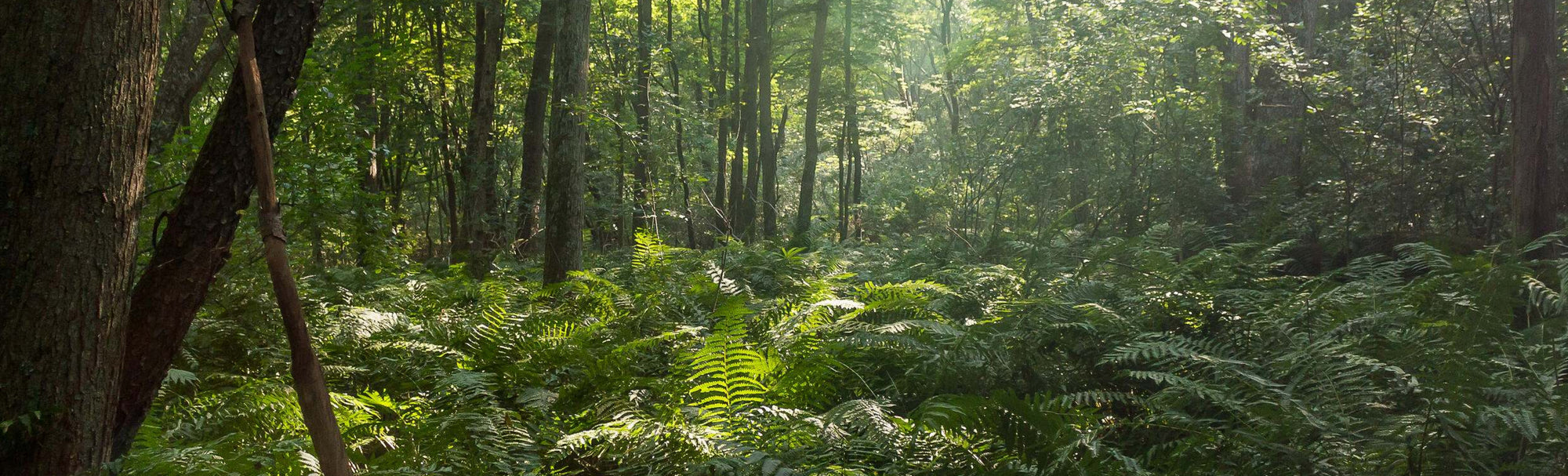 Hope is the thing with feathers… and greenery… and nature