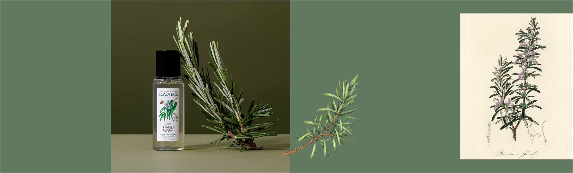 The Sunday Reset - Inspired by Rosemary [Rosmarinus officinalis]