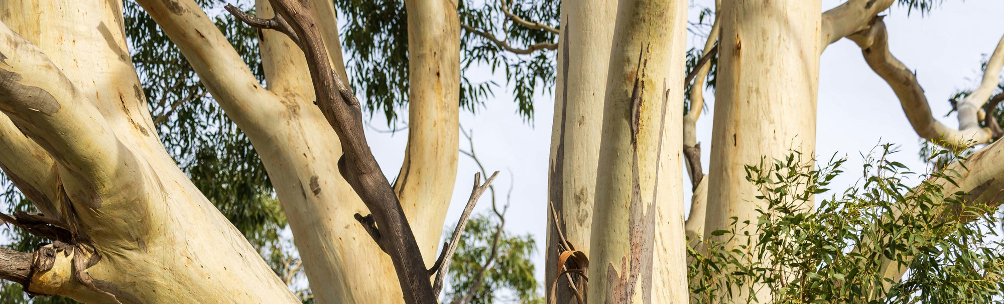 The connection between scent and wellbeing